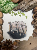 Armadillo Pair 4x6 Print